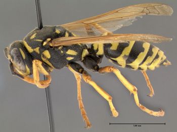 Media type: image;   Entomology 602765 Aspect: habitus lateral view